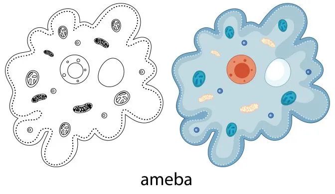 Illustration of an amoeba cell labeled “ameba,” used to depict Amoeba management’s small self-organizing units